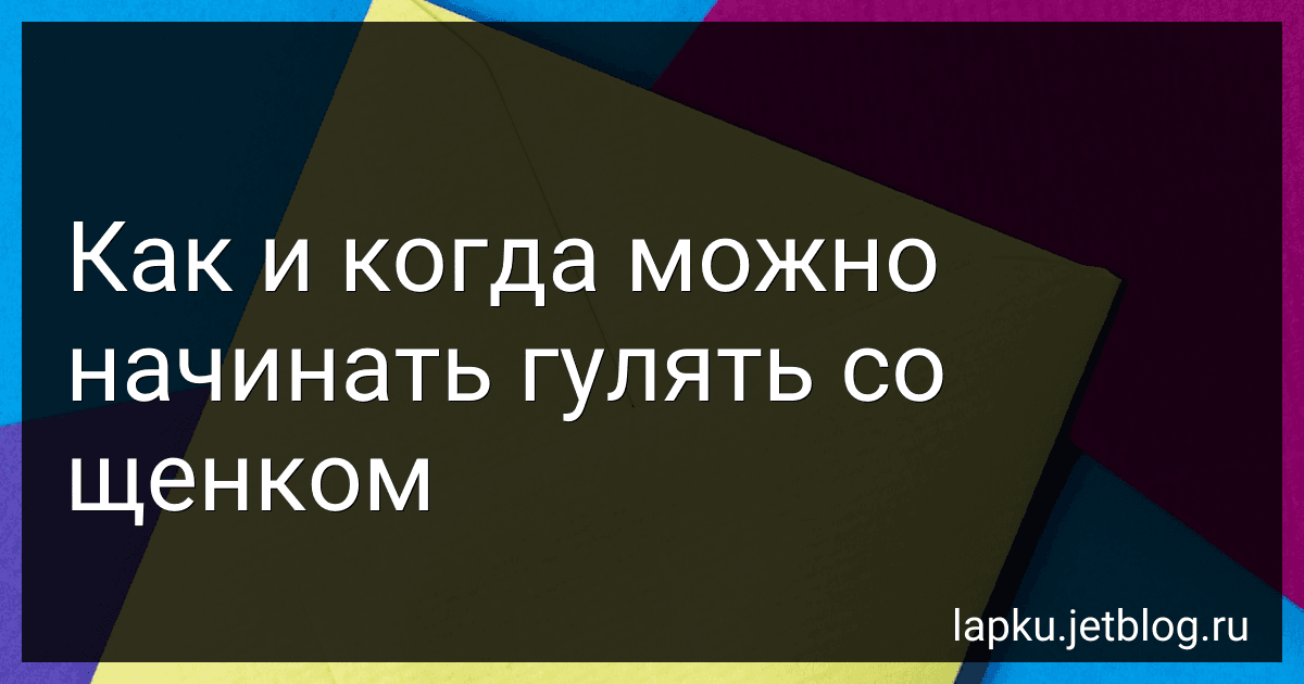 Как и когда можно начинать гулять со щенком preview