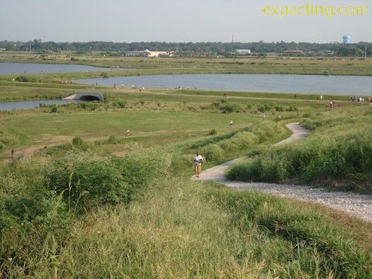 Celery Fields preview
