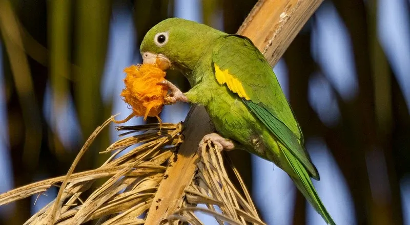 Чем кормить неразлучников image
