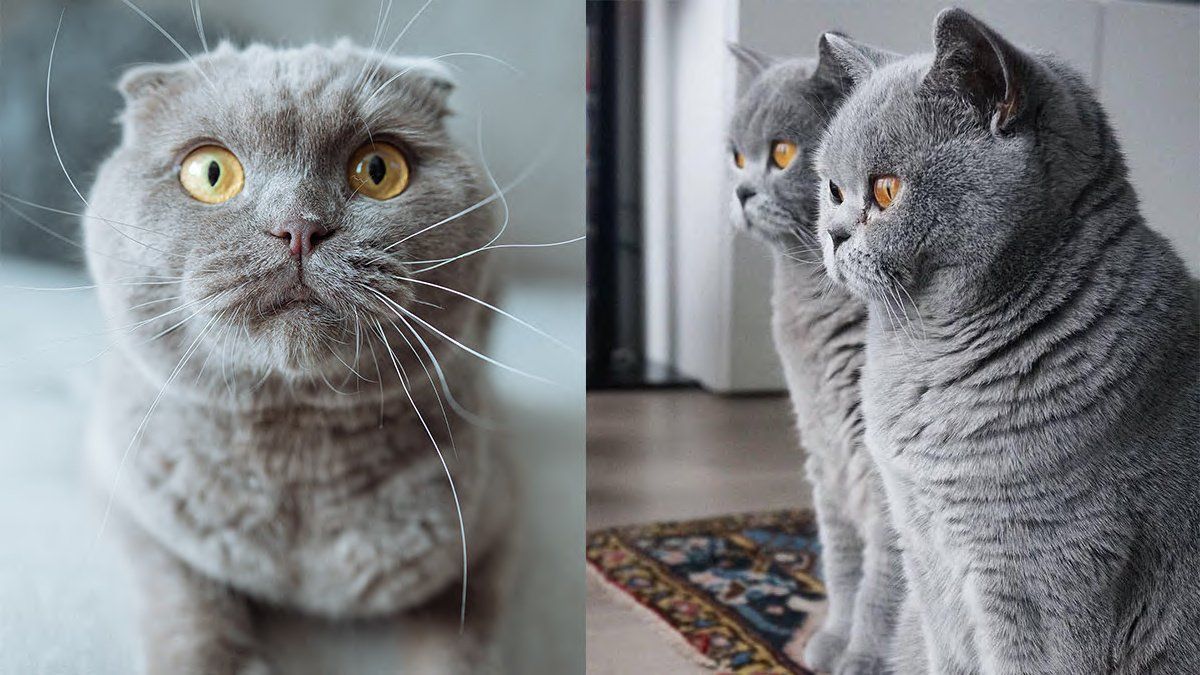 Чем отличаются британские кошки от шотландских, ответы эксперта image