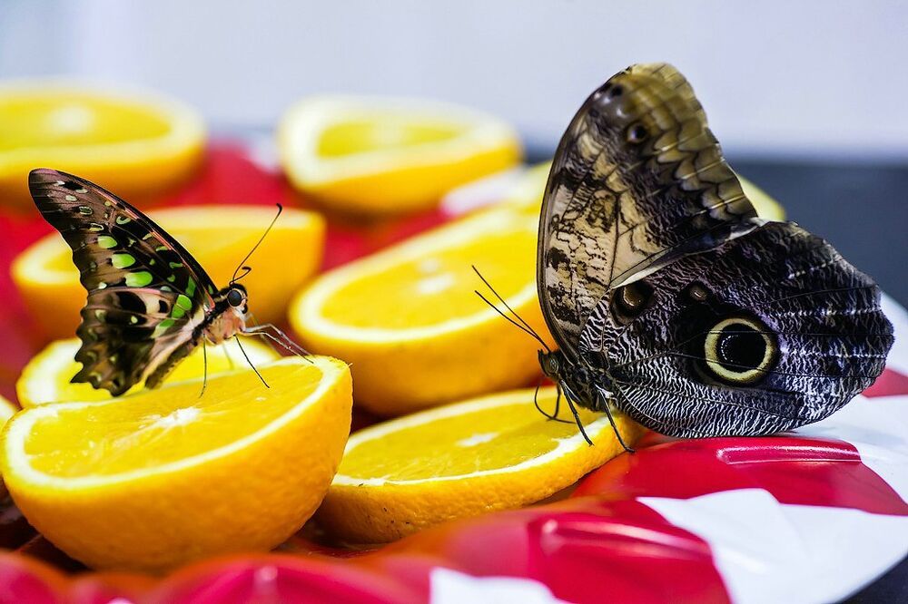 Чем питаются бабочки preview
