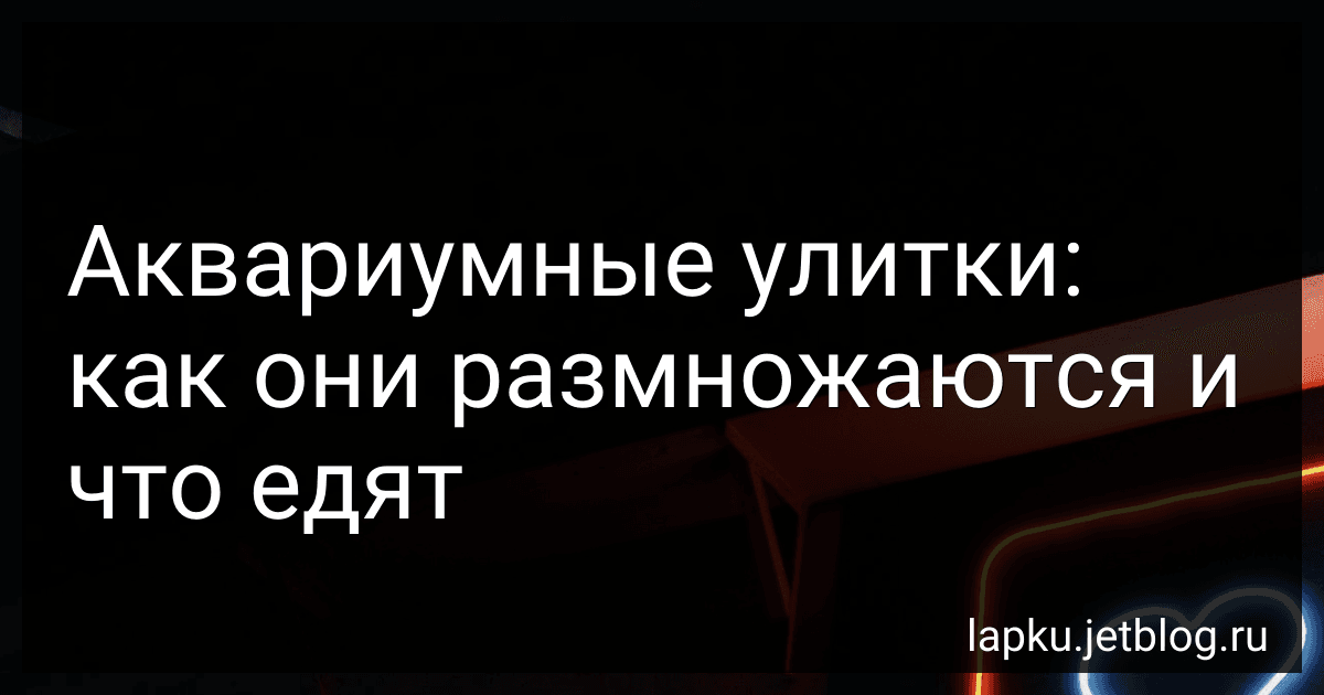 Аквариумные улитки: как они размножаются и что едят preview