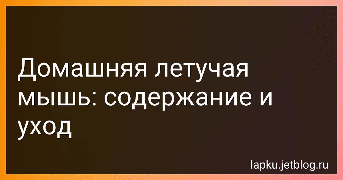 Домашняя летучая мышь: содержание и уход image