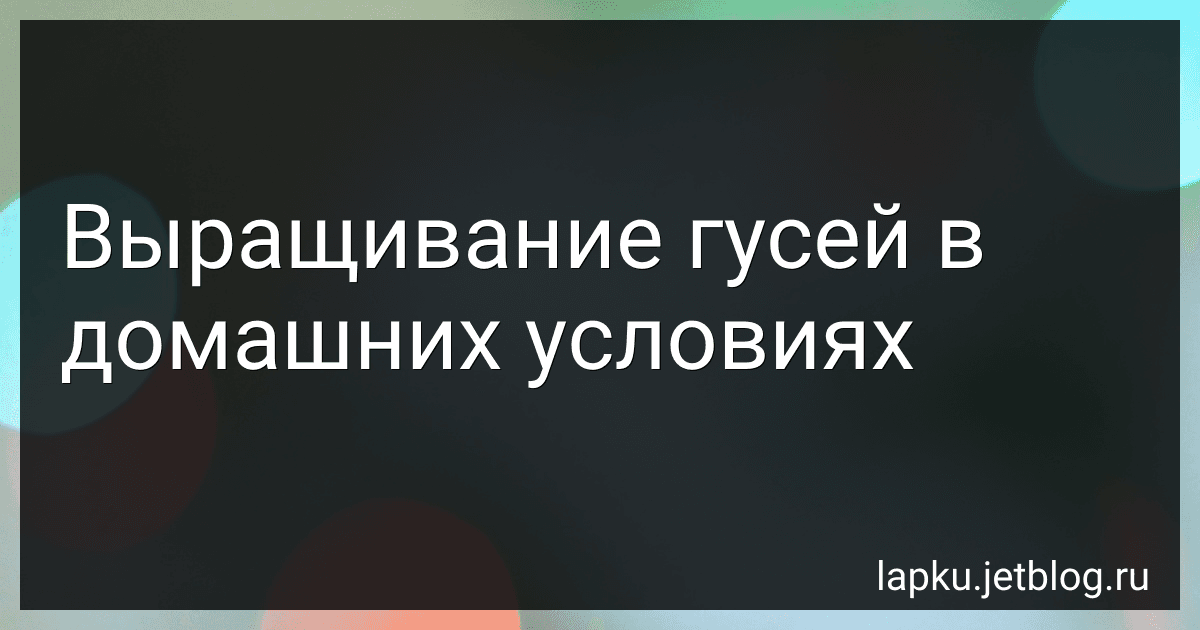 Выращивание гусей в домашних условиях image