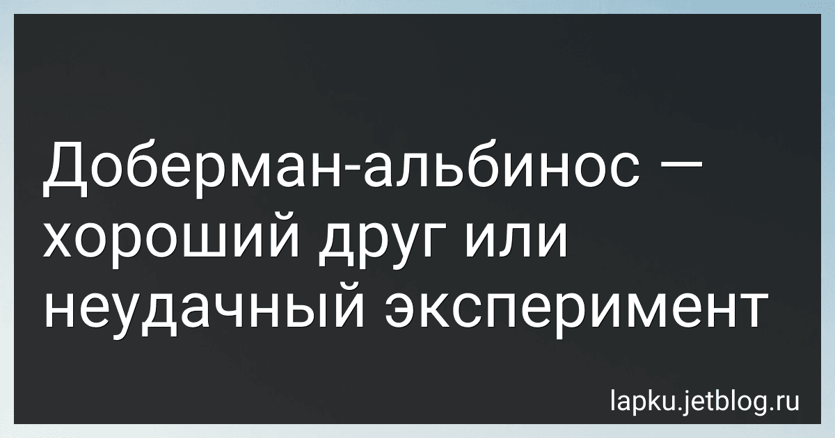 Доберман-альбинос - хороший друг или неудачный эксперимент preview