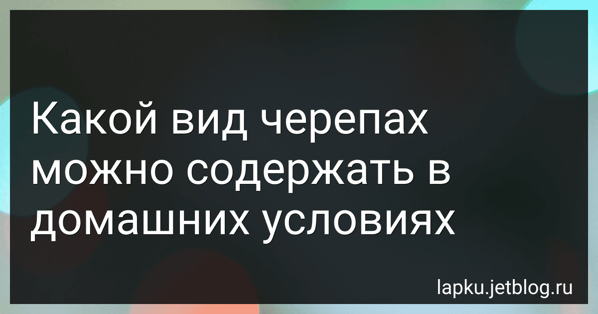 Какой вид черепах можно содержать в домашних условиях image