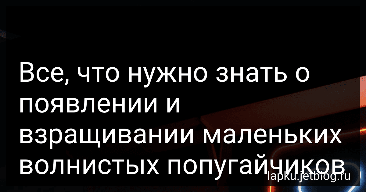 Все, что нужно знать о появлении и взращивании маленьких волнистых попугайчиков image