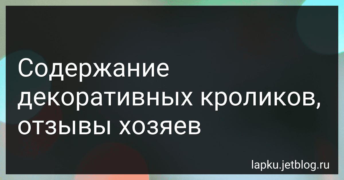 Содержание декоративных кроликов, отзывы хозяев image