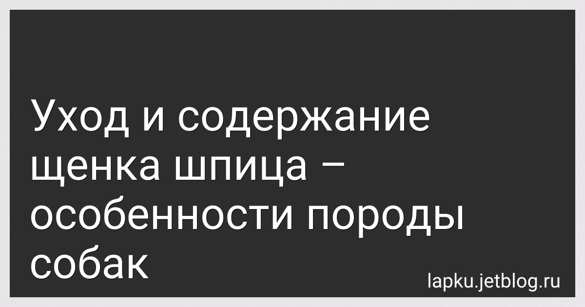 Уход и содержание щенка шпица – особенности породы собак preview