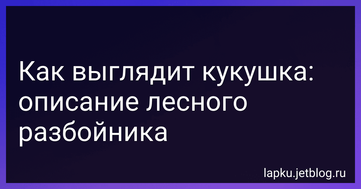Как выглядит кукушка: описание лесного разбойника image