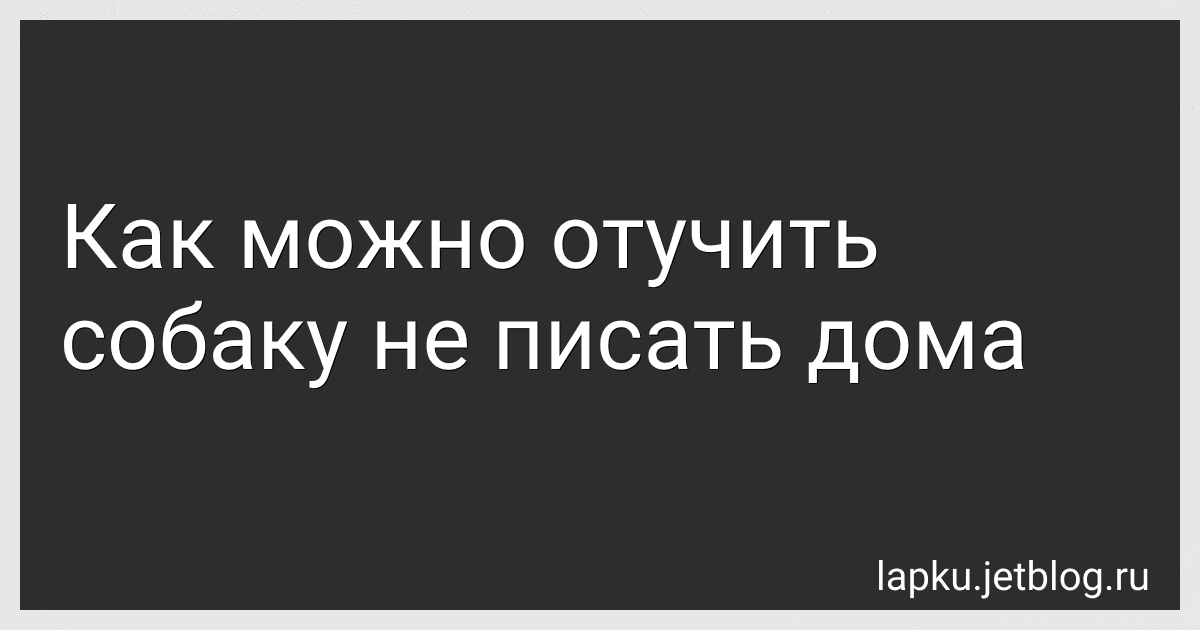 Как можно отучить собаку не писать дома preview