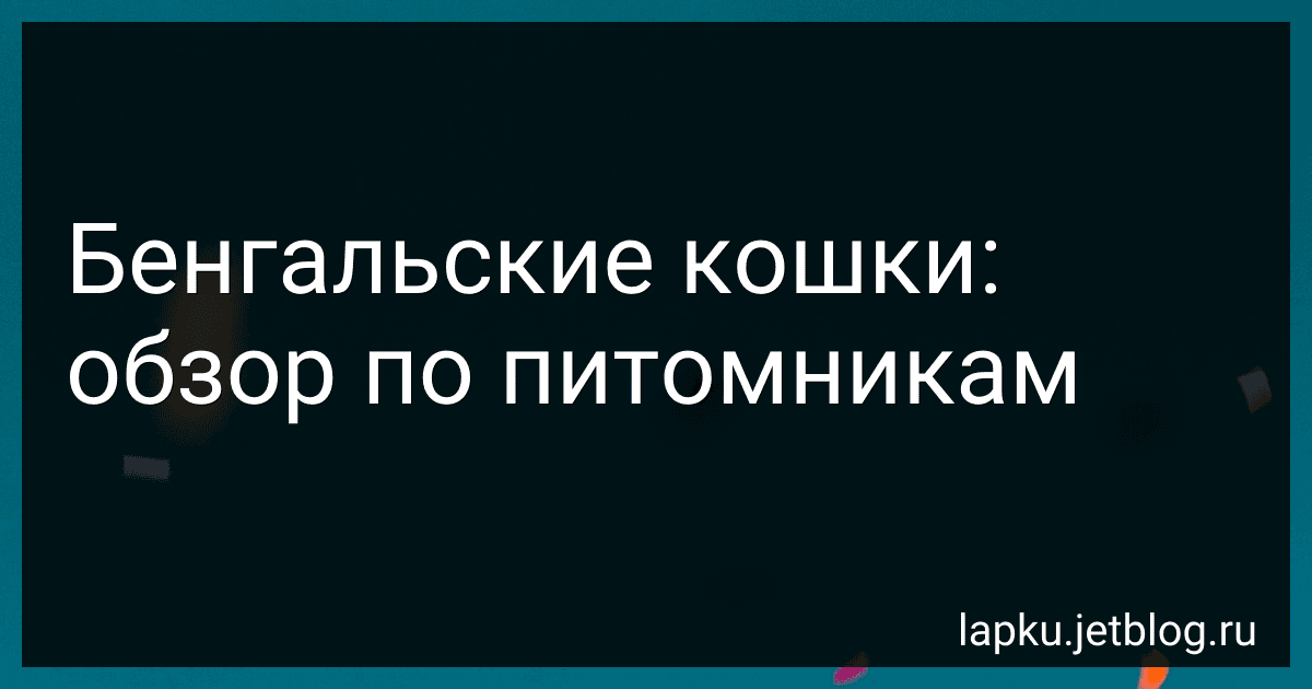 Бенгальские кошки: обзор по питомникам image