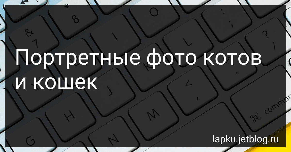 Портретные фото котов и кошек image