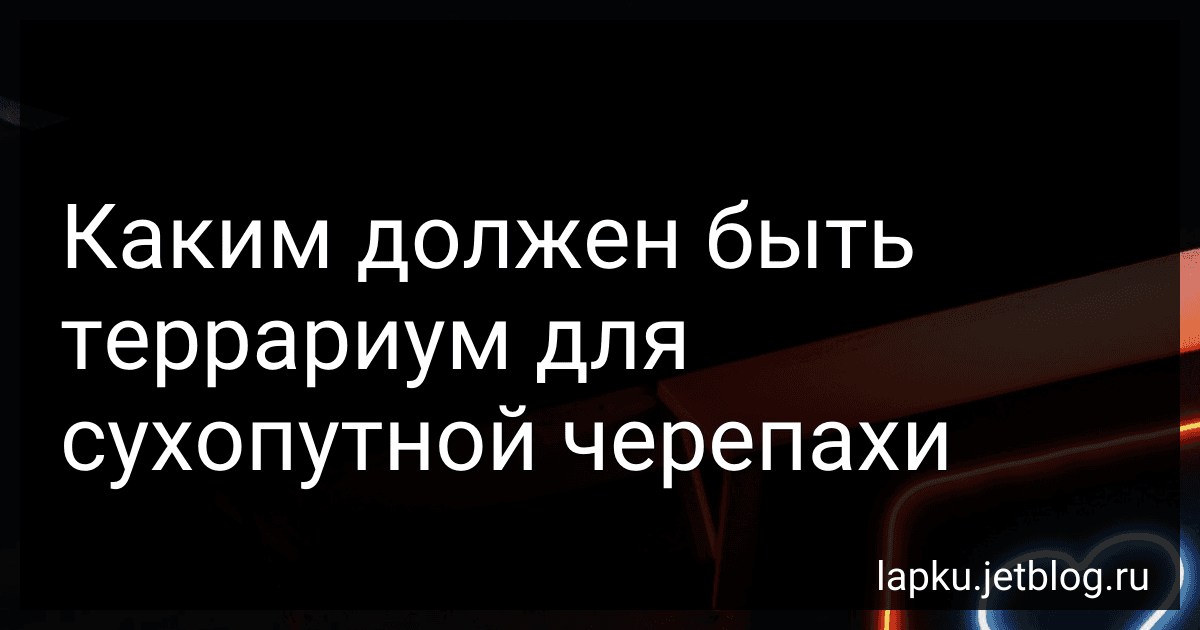 Каким должен быть террариум для сухопутной черепахи image