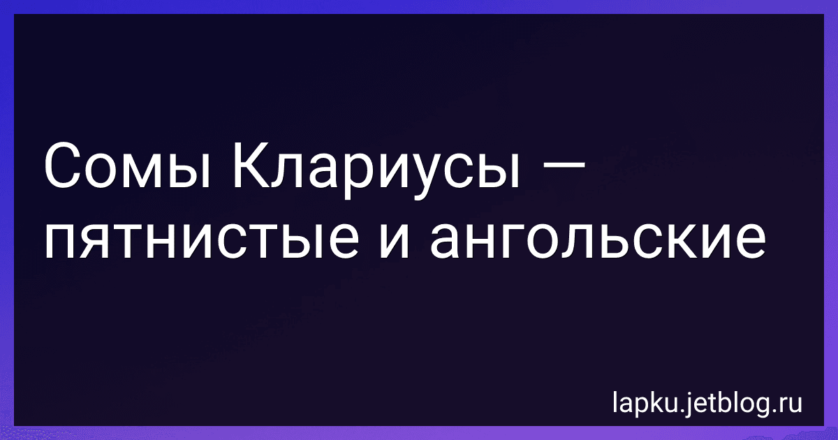 Сомы Клариусы - пятнистые и ангольские image