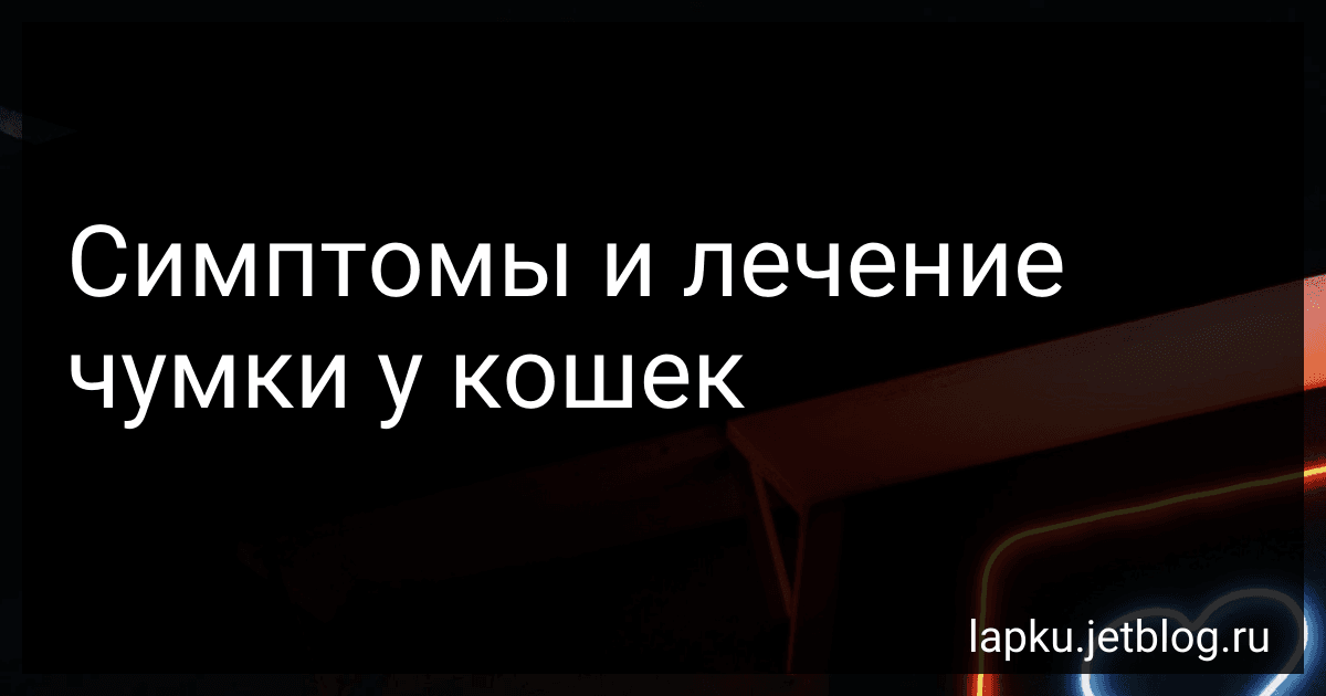 Симптомы и лечение чумки у кошек image