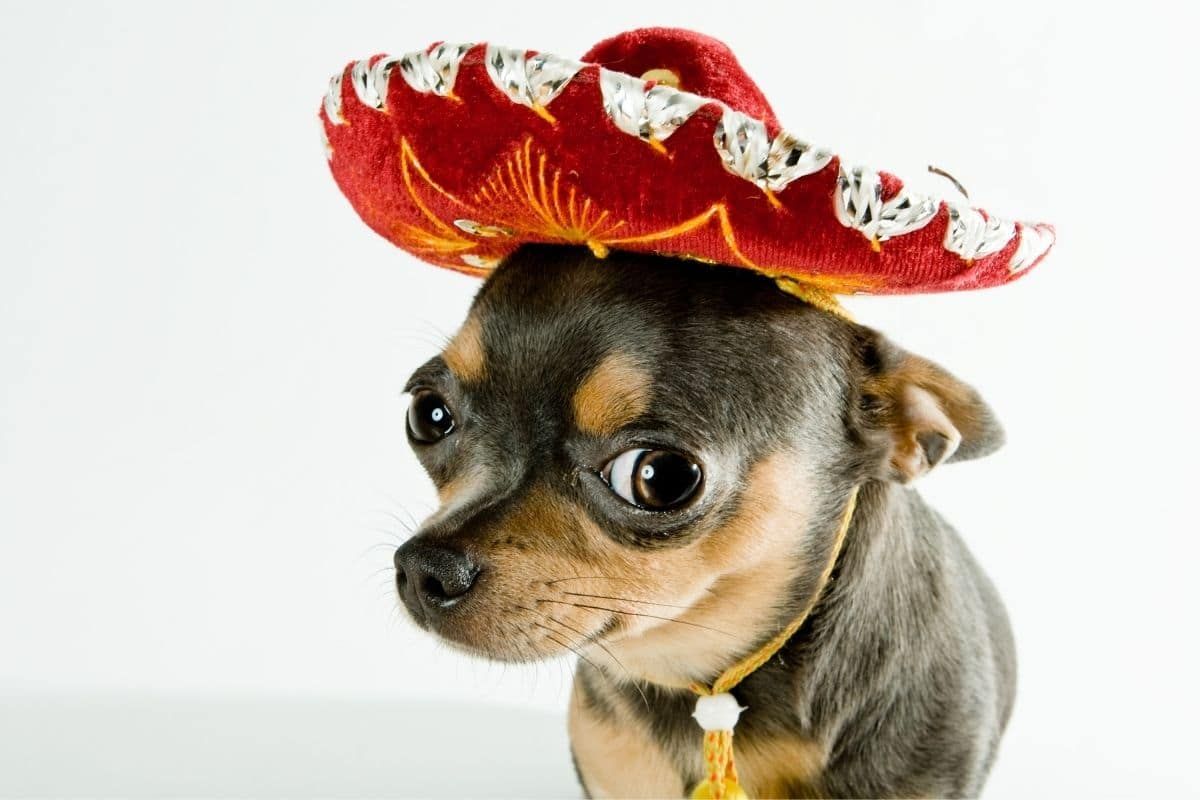 What Is the Most Popular Dog Names in Mexico preview