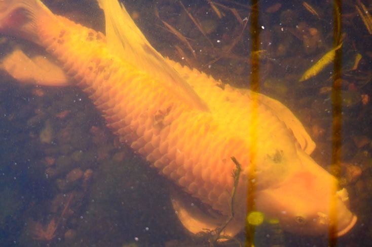 Don't Give Up, He May Still Be Alive! That Koi May Not Be Dead image