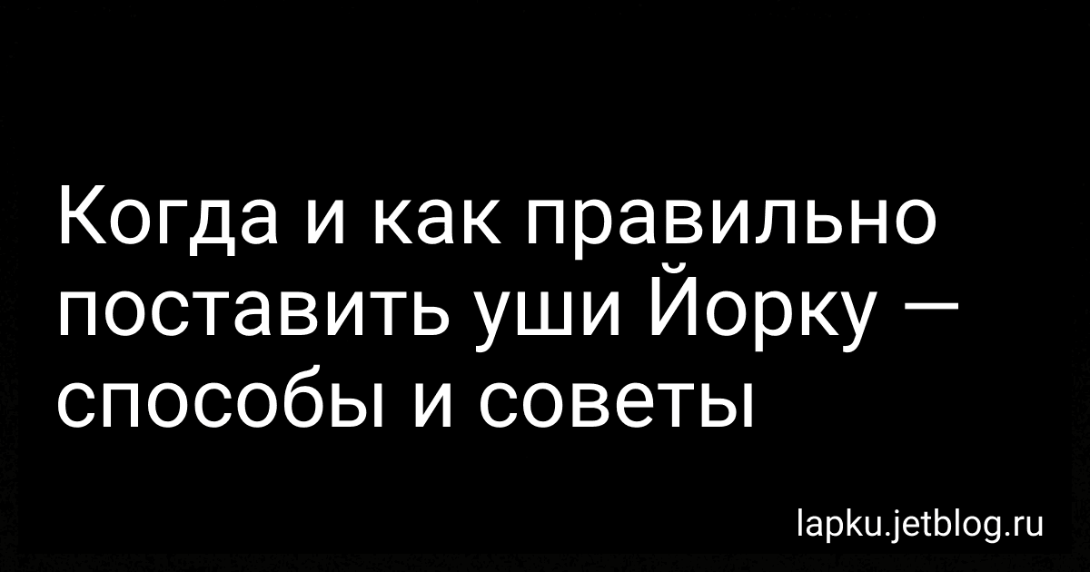 Когда и как правильно поставить уши Йорку - способы и советы preview