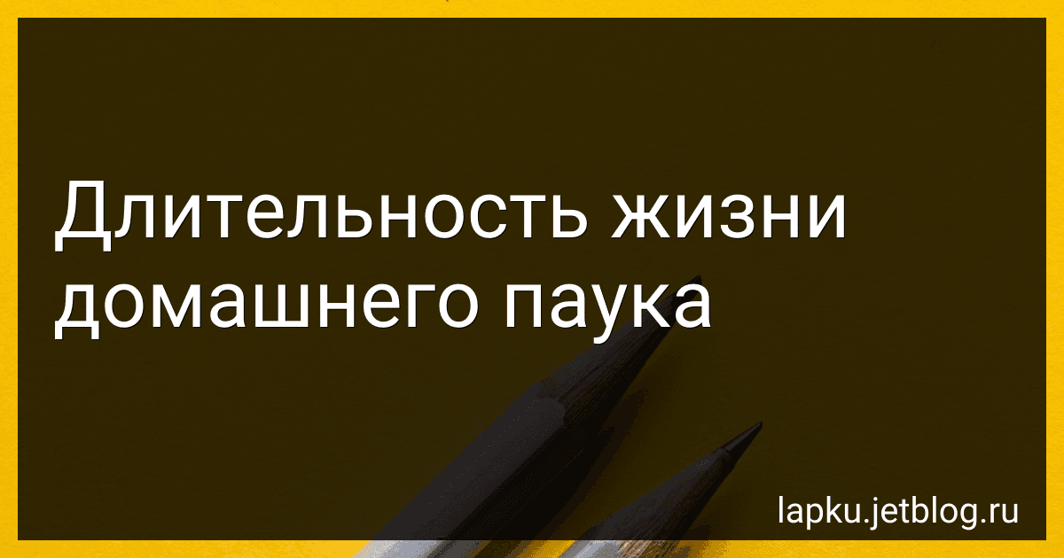 Длительность жизни домашнего паука image
