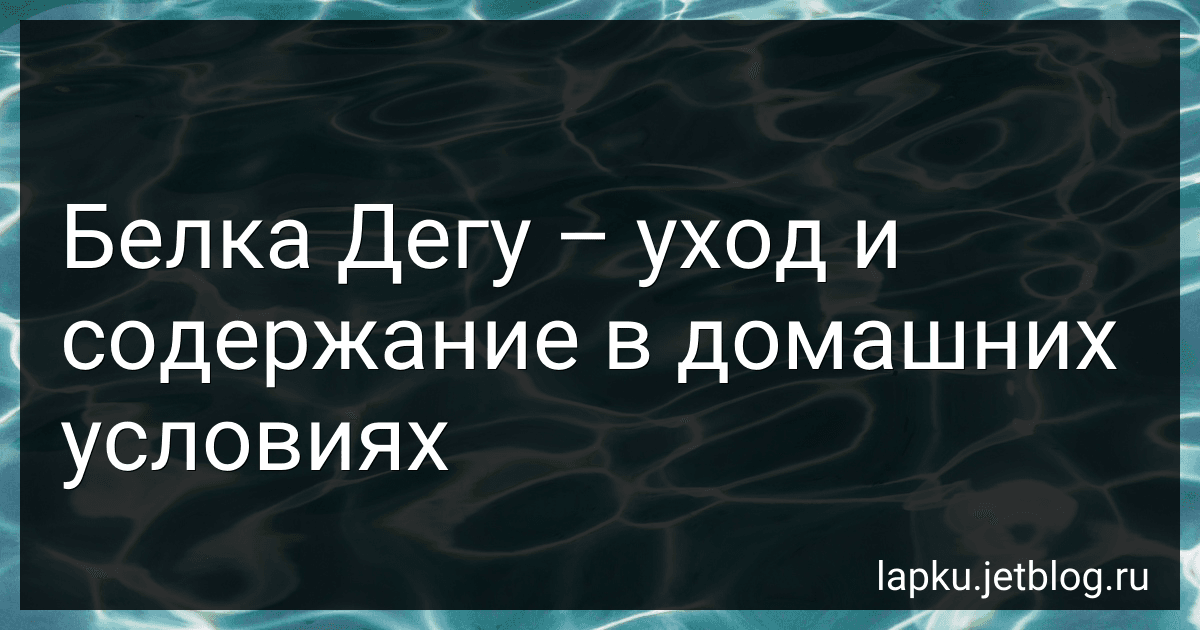 Белка Дегу – уход и содержание в домашних условиях image