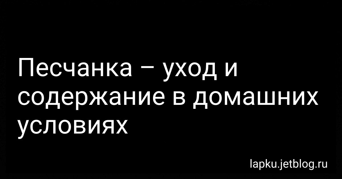 Песчанка – уход и содержание в домашних условиях image