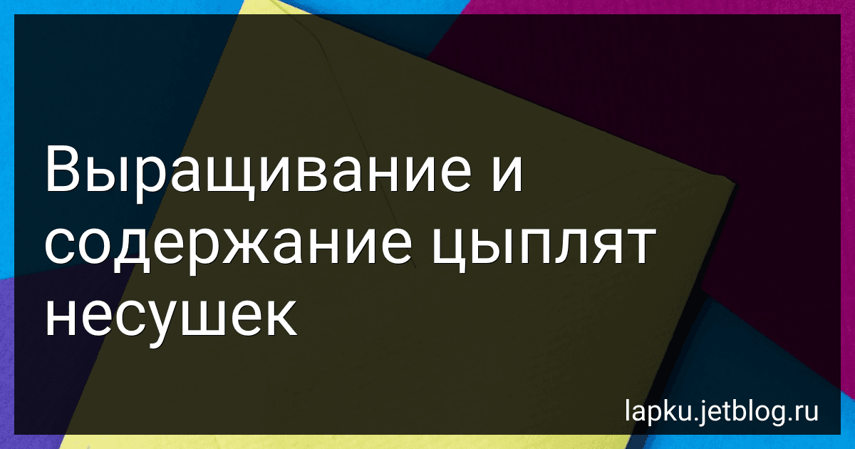 Выращивание и содержание цыплят несушек image