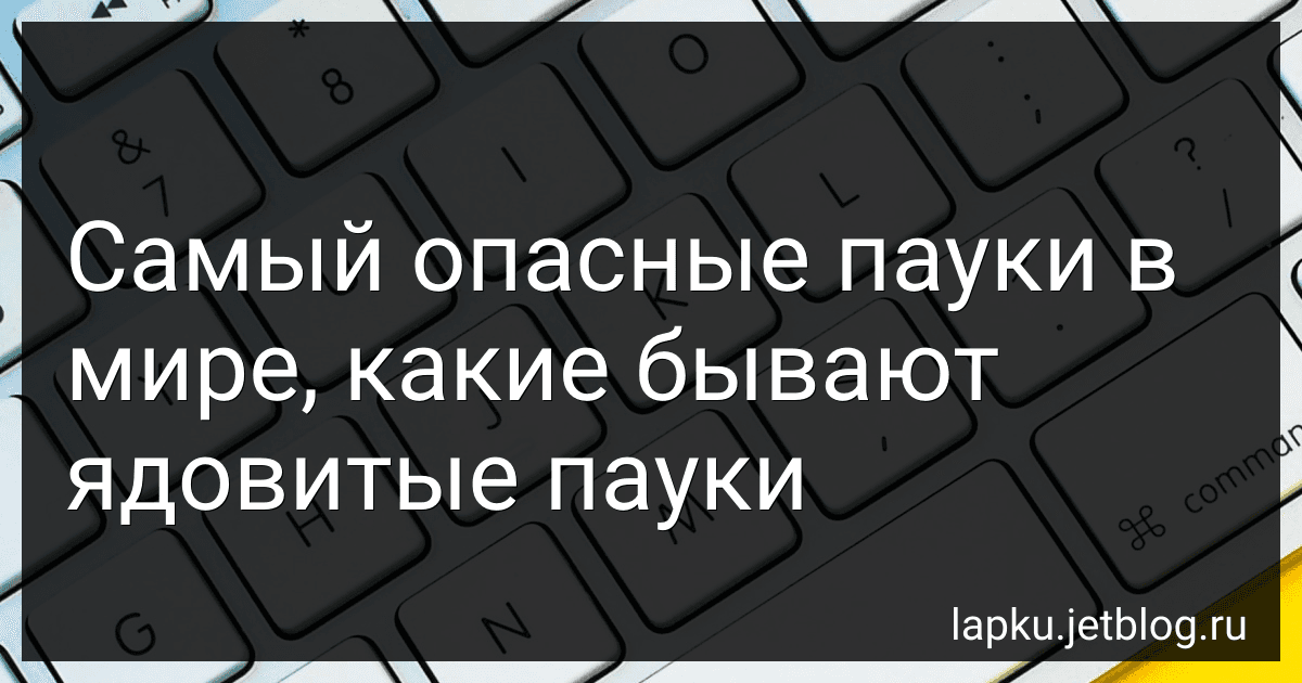 Самый опасные пауки в мире, какие бывают ядовитые пауки image