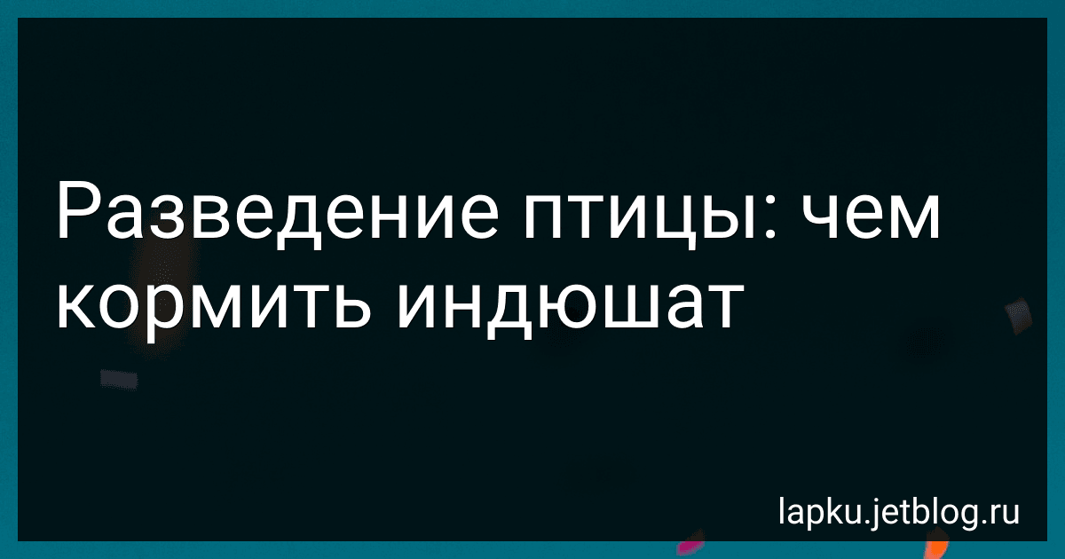 Разведение птицы: чем кормить индюшат image