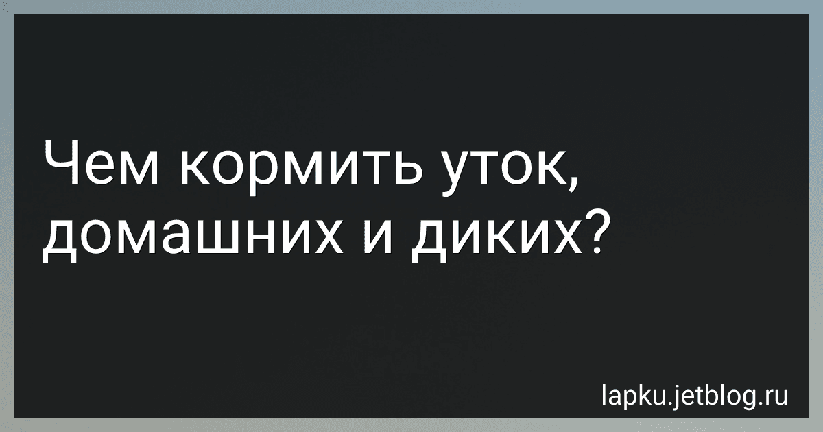 Чем кормить уток, домашних и диких? image