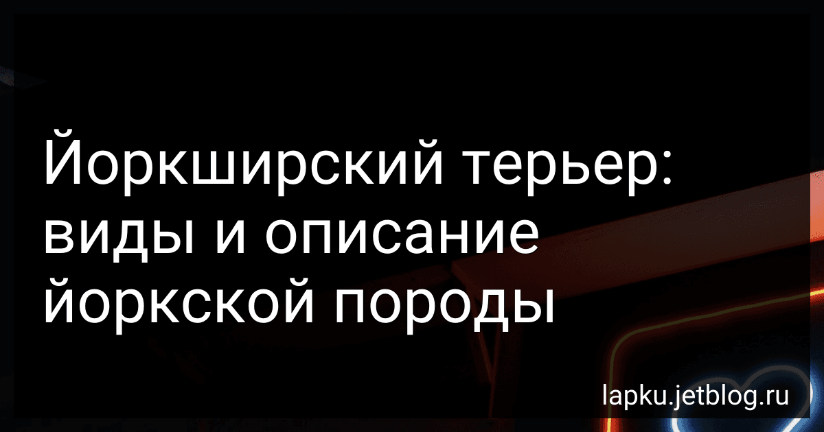 Йоркширский терьер: виды и описание йоркской породы preview