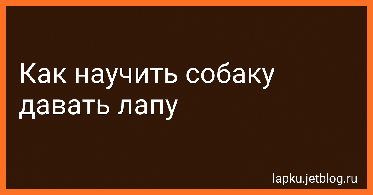 Как научить собаку давать лапу preview