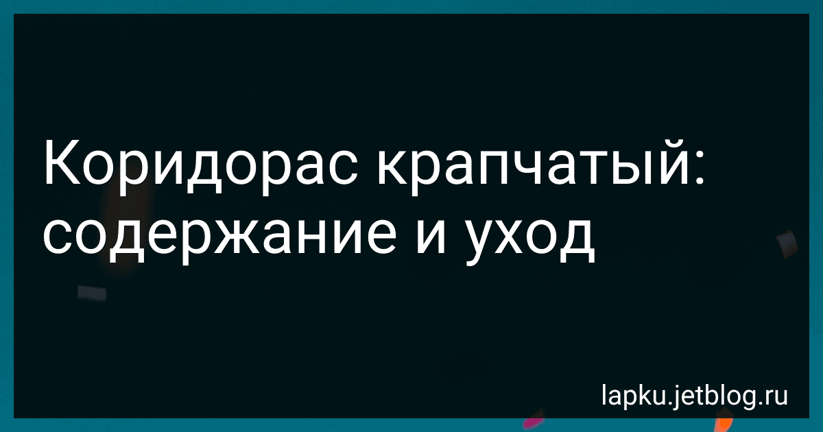 Коридорас крапчатый: содержание и уход image