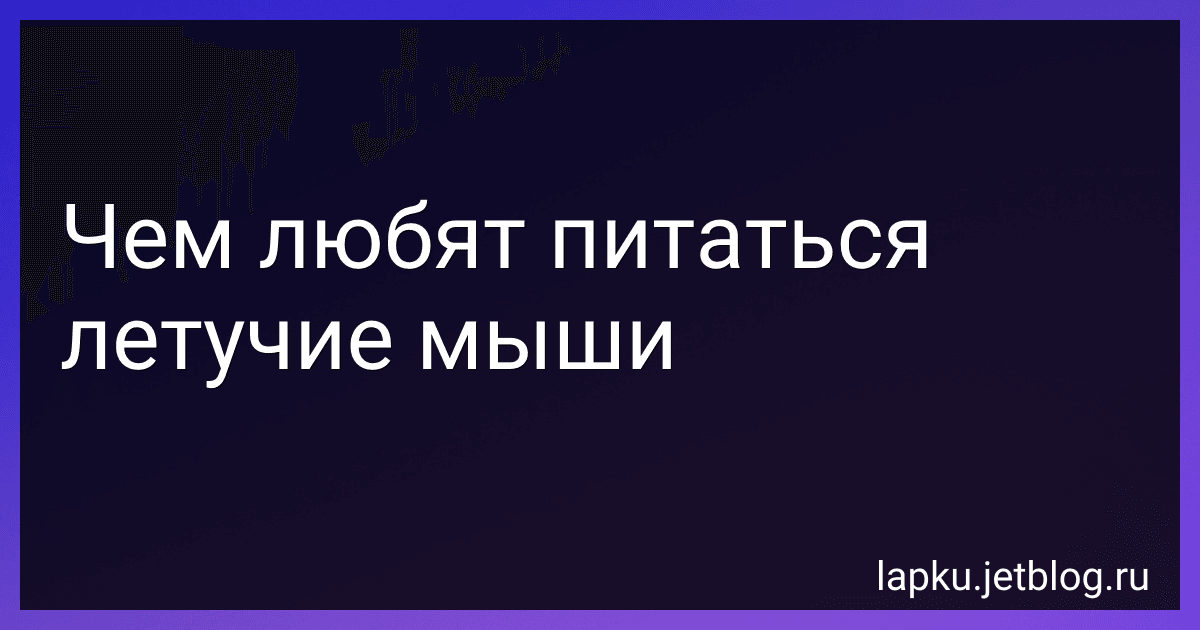 Чем любят питаться летучие мыши image