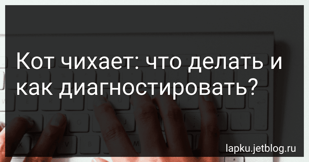 Кот чихает: что делать и как диагностировать? image