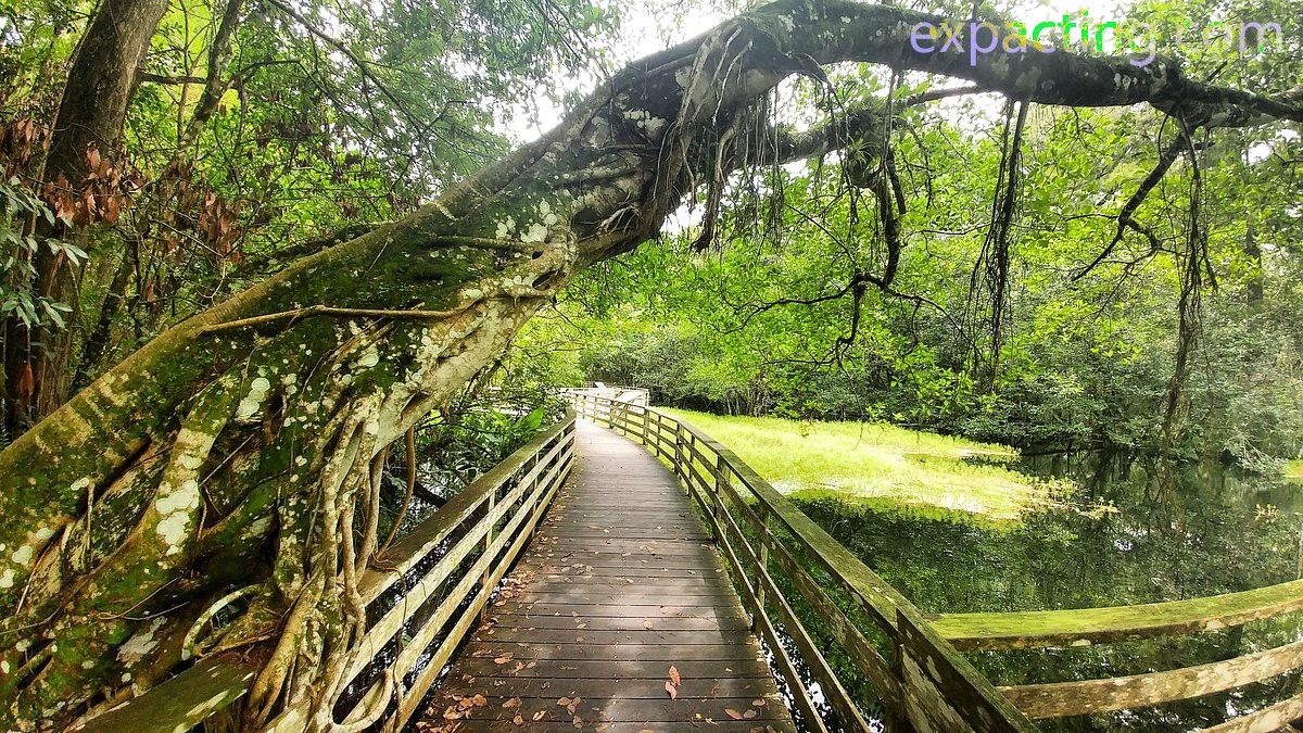 Exploring Corkscrew Swamp Sanctuary: A Nature Lover’s Paradise preview