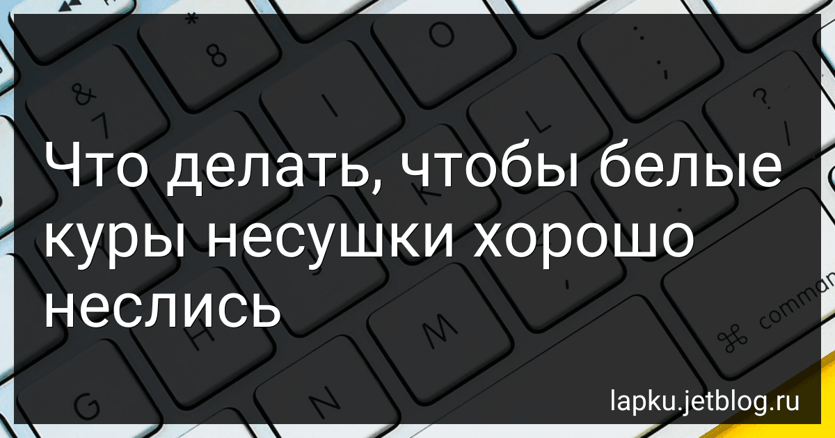 Что делать, чтобы белые куры несушки хорошо неслись image