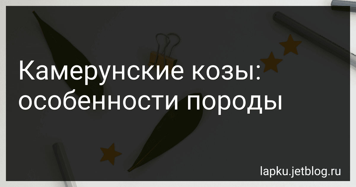 Камерунские козы: особенности породы image