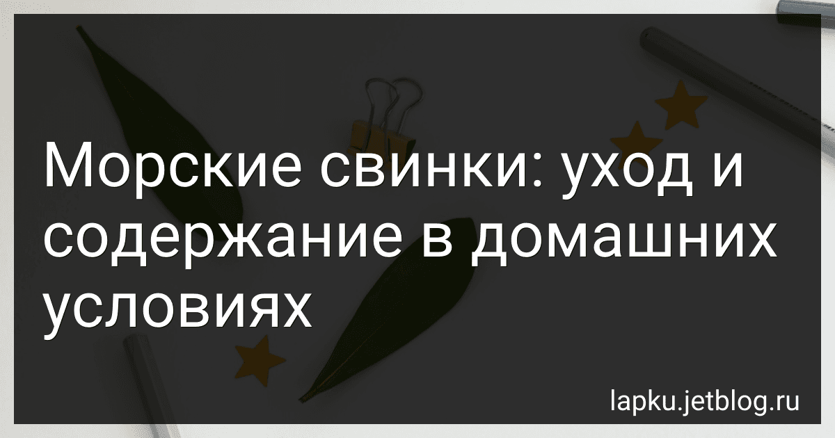 Морские свинки: уход и содержание в домашних условиях image