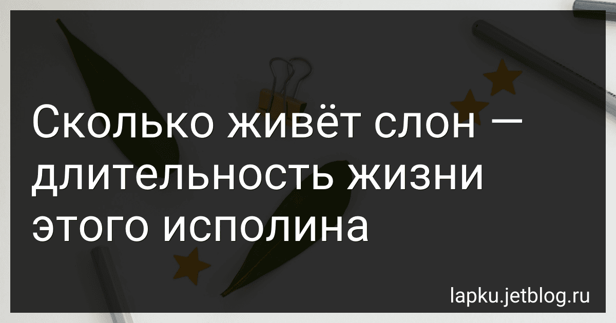 Сколько живёт слон - длительность жизни этого исполина image