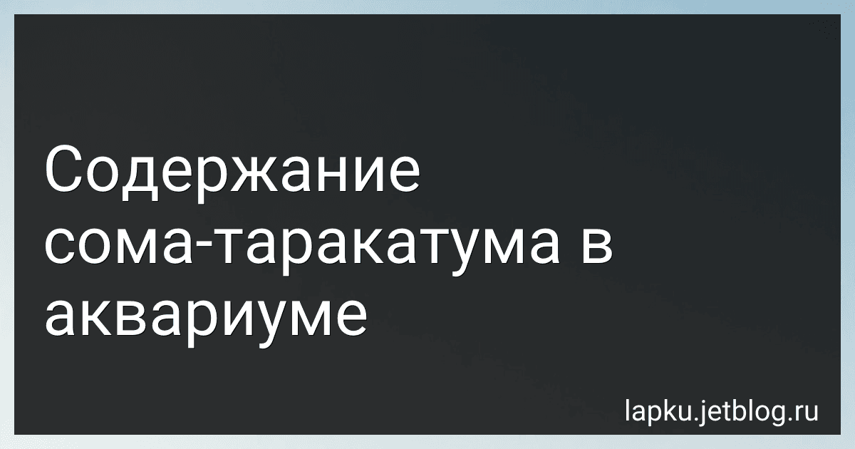 Содержание сома-таракатума в аквариуме image
