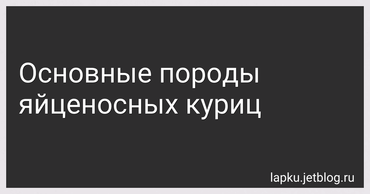 Основные породы яйценосных куриц image