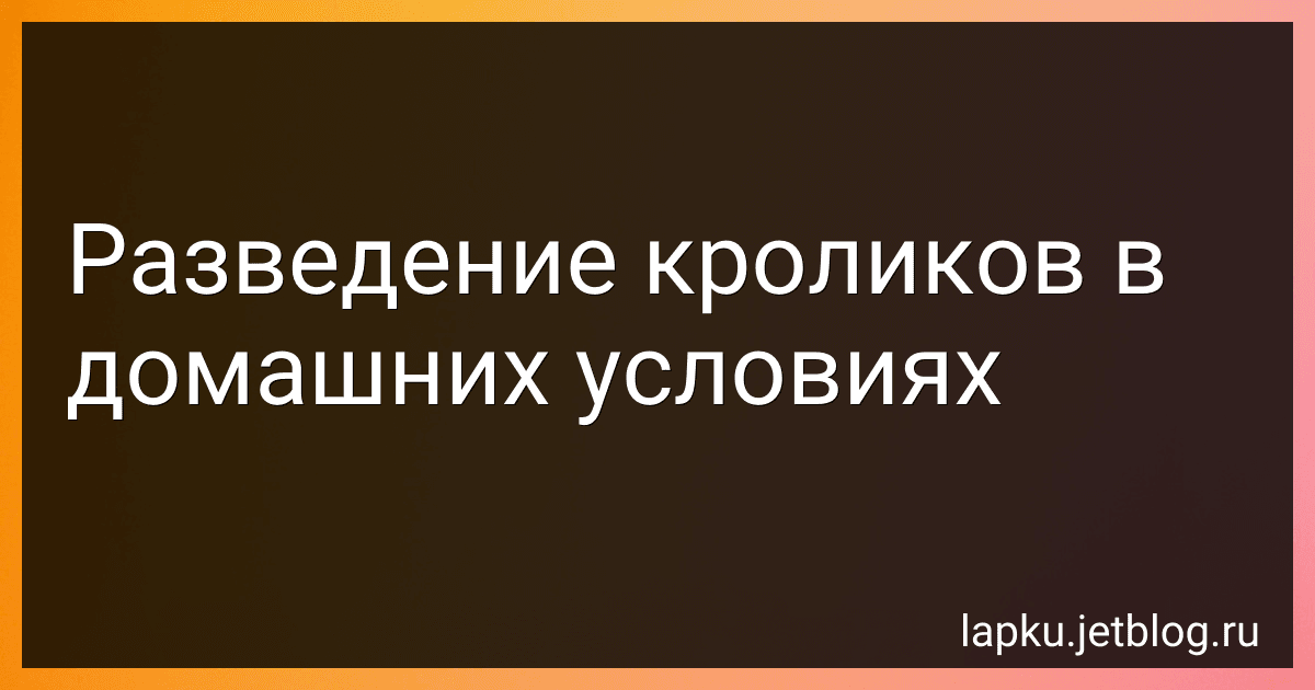 Разведение кроликов в домашних условиях image