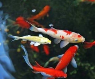 Fattening Them Up for the Kill - A Guide to Feeding Your Pond Fish image