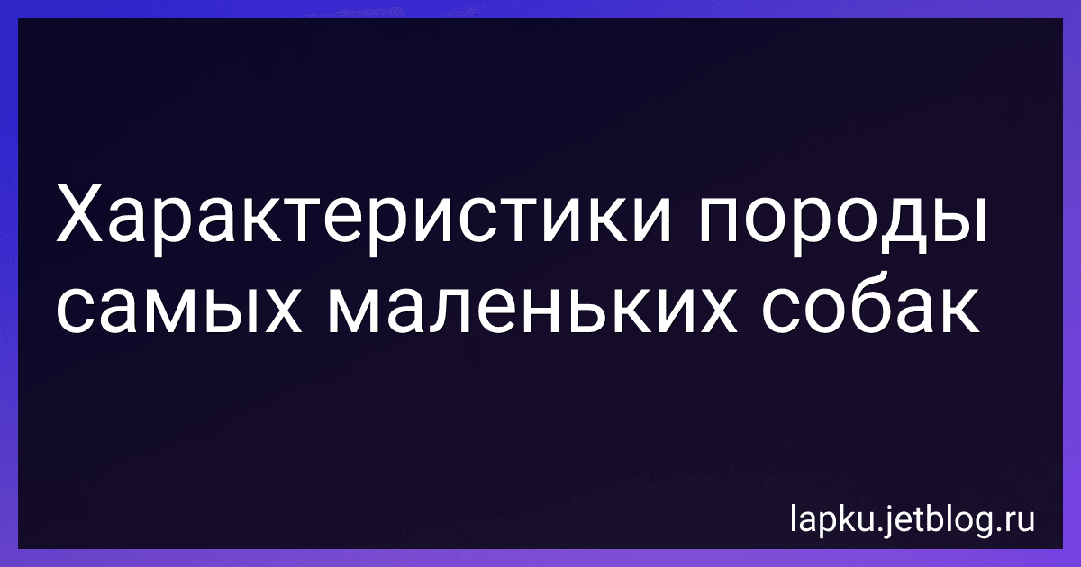 Характеристики породы самых маленьких собак preview