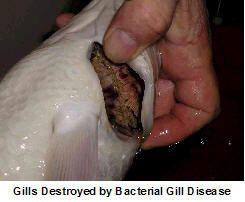 Fish Health Problems at an All-Time High! image