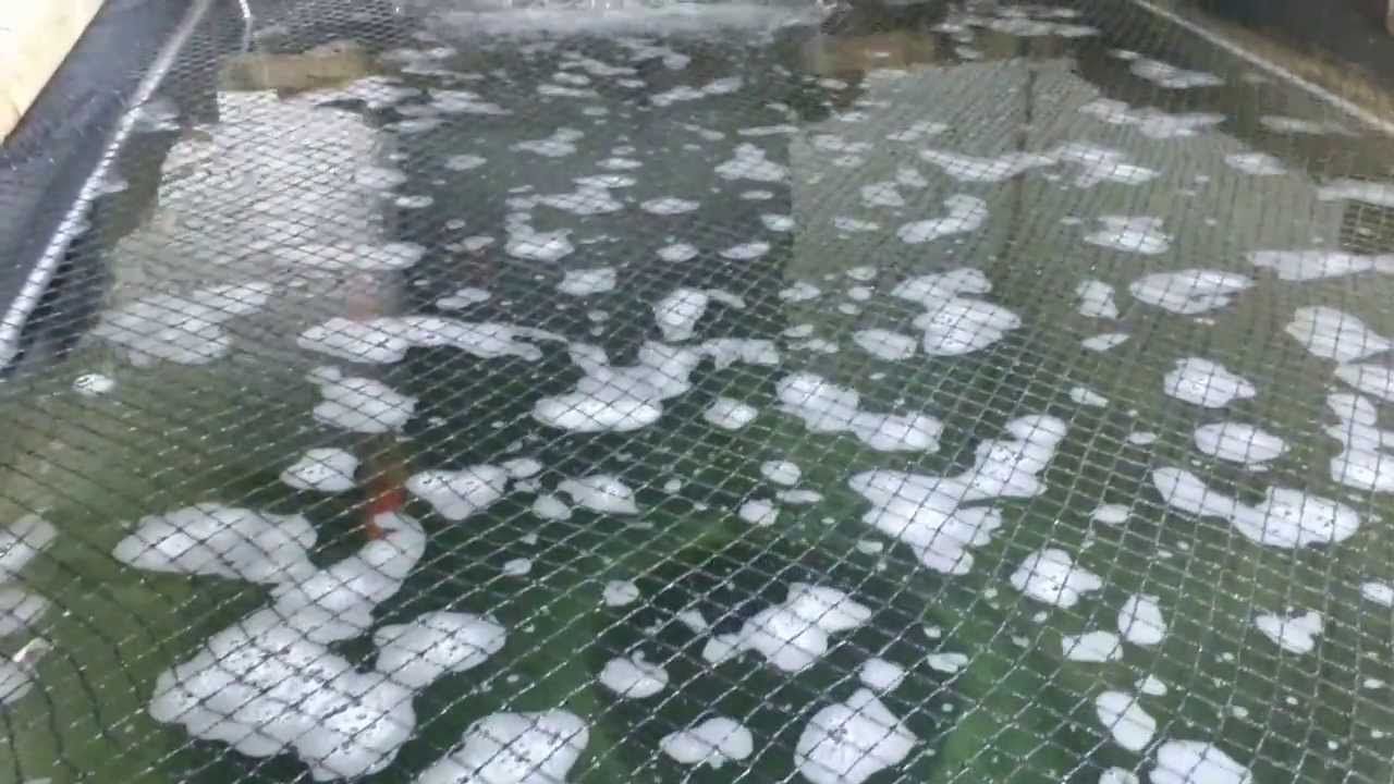 I'm Up to My Elbows In Foam... Foam in the Pond... image