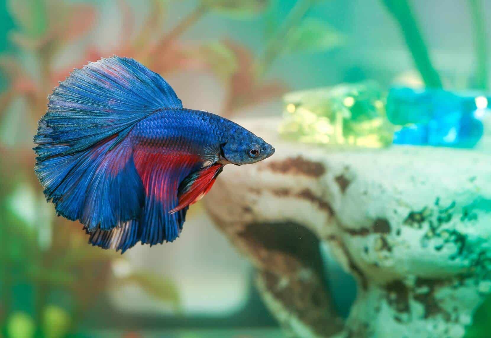 Helping Your Fish to Have a Nice Day - Affects of Stress on Fish image