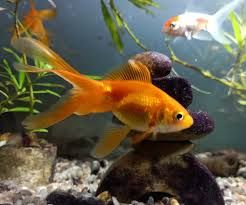 How a New Fish is Like a Canary -- Why New Fish Die First image