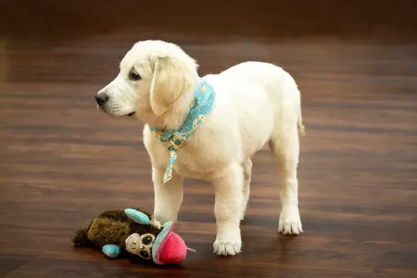 How to Tie a Bandanna on a Dog image